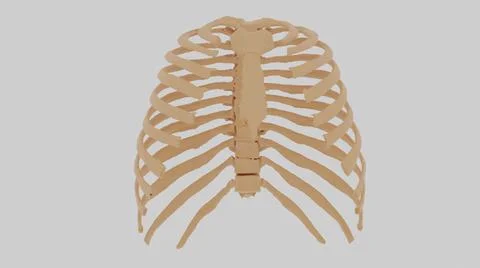 3D render of a skeletal ribcage Illustrazione stock