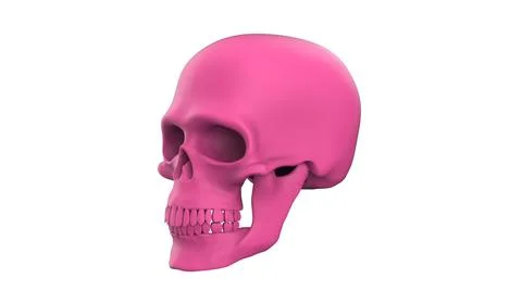 3d render skull of the human isolated on a white background Illustrazione stock