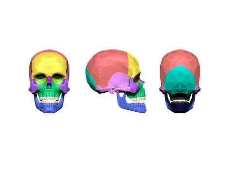 3D render of the skull structure. anatomy Stock Illustration