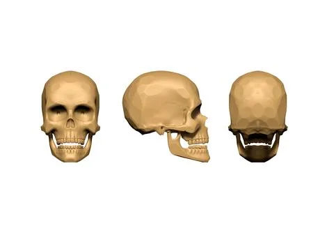 3D render of the skull structure. anatomy Stock Illustration