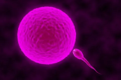 3D render of a sperm and egg. Stock Illustration