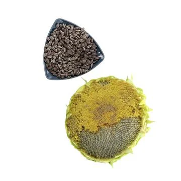 3D render of a sunflower and its seeds in a triangle bowl isolated on a white ba Illustrazione stock