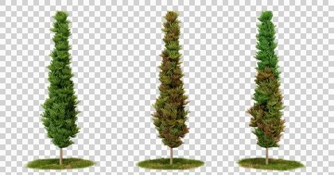 3D Render of Tall Green Trees Isolated on Black Background Stock Photos