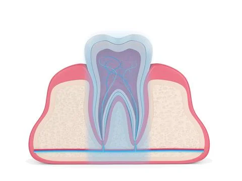 3d render of tooth in gums with intraligamentary anesthesia area marking Stock Illustration