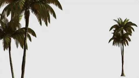 3D render of various palm trees for advertising hotels, vacations, and holidays Stock Footage 345968801