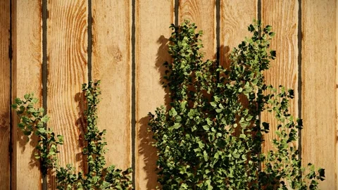 3D Render Weathered Wooden Plank Wall with Ivy Creeper Swaying in Wind Stock Footage 334035688