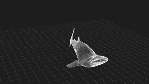 3D Render of Whale Shark in Wireframe on Grid Background with Ocean Serenity 库存影片 342605754