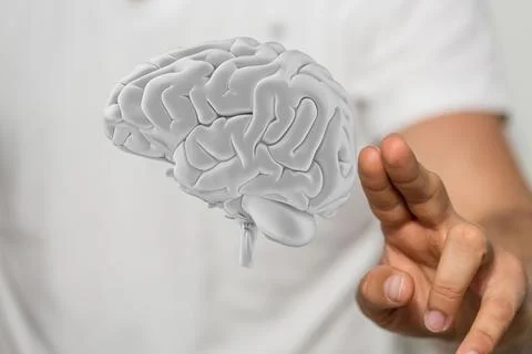 3D render of a white human brain near a hand 스톡 일러스트