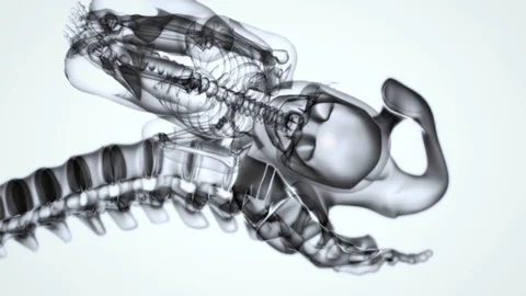 3d render xray birth by Polymime http://www.polymime.com Stock Footage 75407558