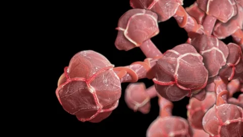 3d rendered alvioli. http://www.polymime.com Stock Footage 75364678