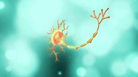 3d rendered  anatomy of neuron isolated in background Stock Footage 236608130