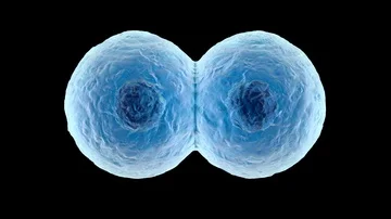 3D rendered Animation of a duplicating Cell Vídeos de archivo 85881775