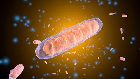 3D rendered Animation of a Mitochondria Cell Vídeos de archivo 104492265