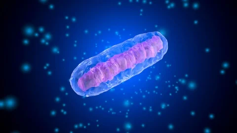 3D rendered Animation of a Mitochondria Cell Vídeos de archivo 106559936