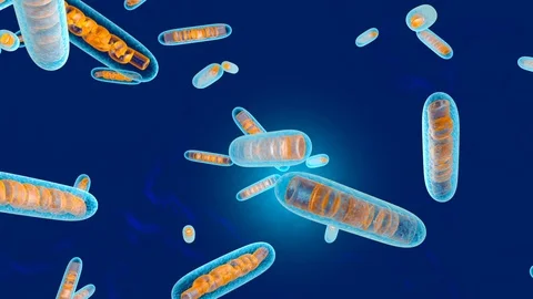 3D rendered Animation of moving Mitochondria Cells Vídeos de archivo 115347831