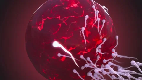3d rendered animation of the process of conception when spermatozoa meet an egg Stock Footage 240082572