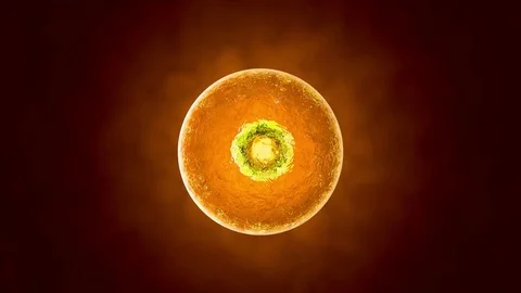 3D rendered Animation of a vibrating living cell Stock Footage 70649342