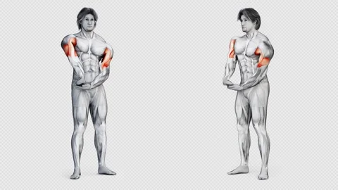 3d rendered animation of a warmup workout for biceps Stock Footage 249182394