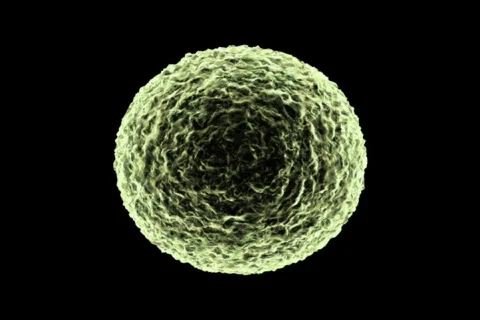 3d rendered bacteria cells in mitosis, Cells Multiplying with alpha mate ntsc Stock Footage 519313