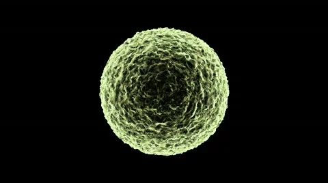 3d rendered bacteria cells in mitosis, Cells Multiplying with alpha mate 1080p Stock Footage 519342