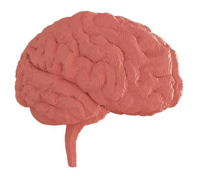 3d rendered brain isolated Stock Illustration