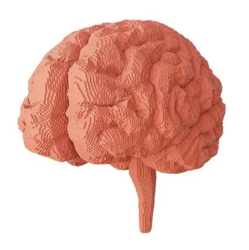 3d rendered brain isolated Stock Illustration