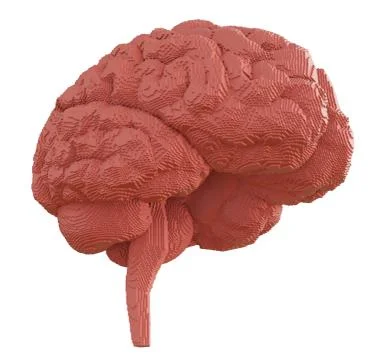 3d rendered brain isolated Stock Illustration