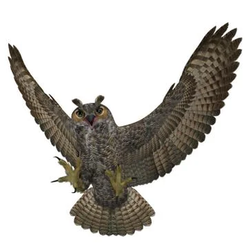3D Rendered Bubo Virginianus "Great Horned Owl" 库存插图