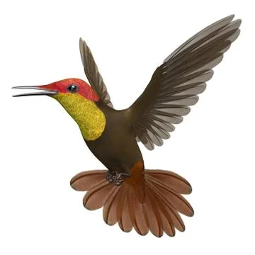 3D Rendered Chrysolampis Mosquitus "Ruby-Topaz Hummingbird" 库存插图