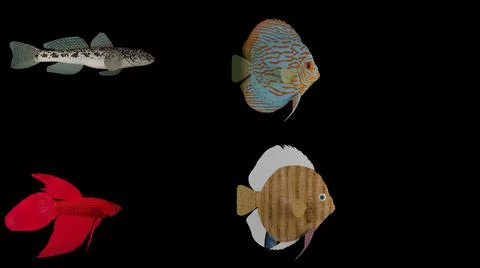 3D rendered fish isolated on black background. Fishy Trios,Betta Fish, Discus Stock Photos