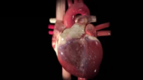 3d rendered heart beating by Polymime http://www.polymime.com Stock Footage 75408544