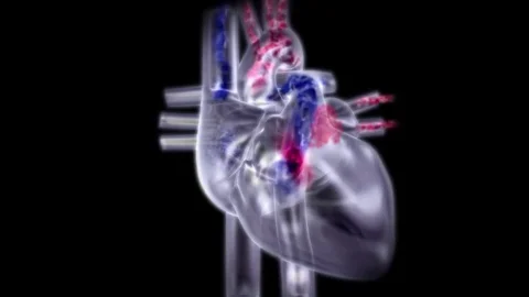 3d rendered heart beating xray bloodflow by Polymime http://www.polymime.com Stock Footage 75408491