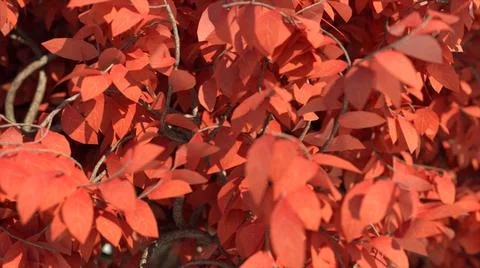 3d rendered illustration of Acer Tree Leaves Close Up Ilustração Stock