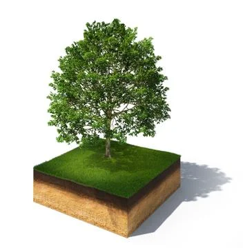 3d rendered illustration of cross section of ground with tall tree isolated o Stock Illustration