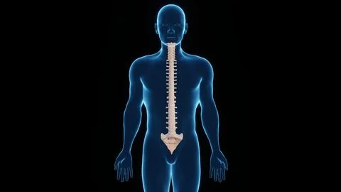 3D Rendered Illustration of a Human Spinal Cord, Spinal Cord Front View Stock Illustration