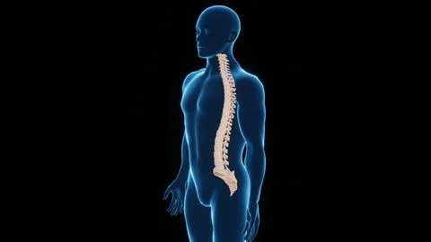 3D Rendered Illustration of a Human Spinal Cord, Spinal Cord Front Left View Stock Illustration