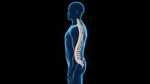 3D Rendered Illustration of a Human Spinal Cord, Spinal Cord Left View Stock Illustration