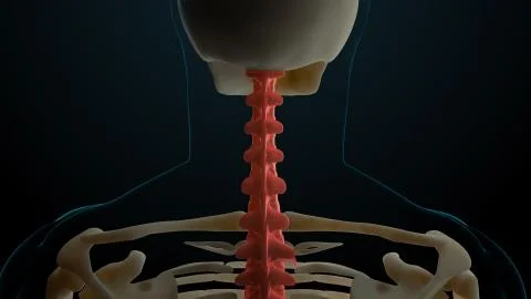 3d rendered illustration of skeleton structure with injured bones. Bone pain  Stock-Illustration
