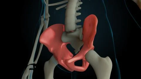 3d rendered illustration of skeleton structure with injured bones. Bone pain  Illustrazione stock