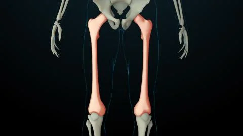 3d rendered illustration of skeleton structure with injured bones. Bone pain  Stock-Illustration
