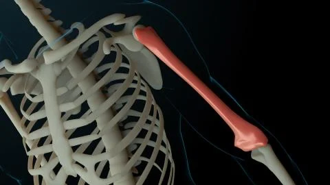 3d rendered illustration of skeleton structure with injured bones. Bone pain  Stock Illustration
