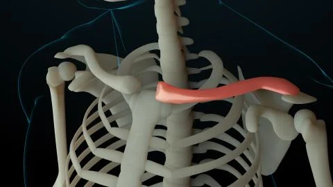 3d rendered illustration of skeleton structure with injured bones. Bone pain  Stock Illustration