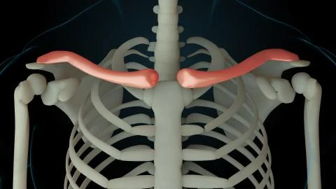3d rendered illustration of skeleton structure with injured bones. Bone pain  Stock-Illustration