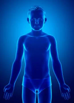 3d rendered illustration of the young boy body Stock Illustration