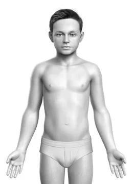 3d rendered illustration of the young boy body Stock Illustration