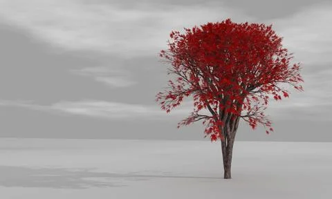 3d rendered Maple tree in autumn with red leaves stand alone on gray surfac.. Stock Photos