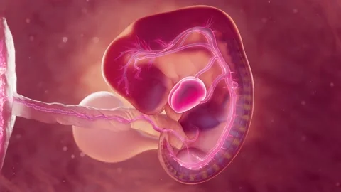 Uterus Animation Stock Video Footage | Royalty Free Uterus Animation Videos | Page 3 Uterus Animation Stock Video Footage | Royalty Free Uterus Animation Videos | Page 3