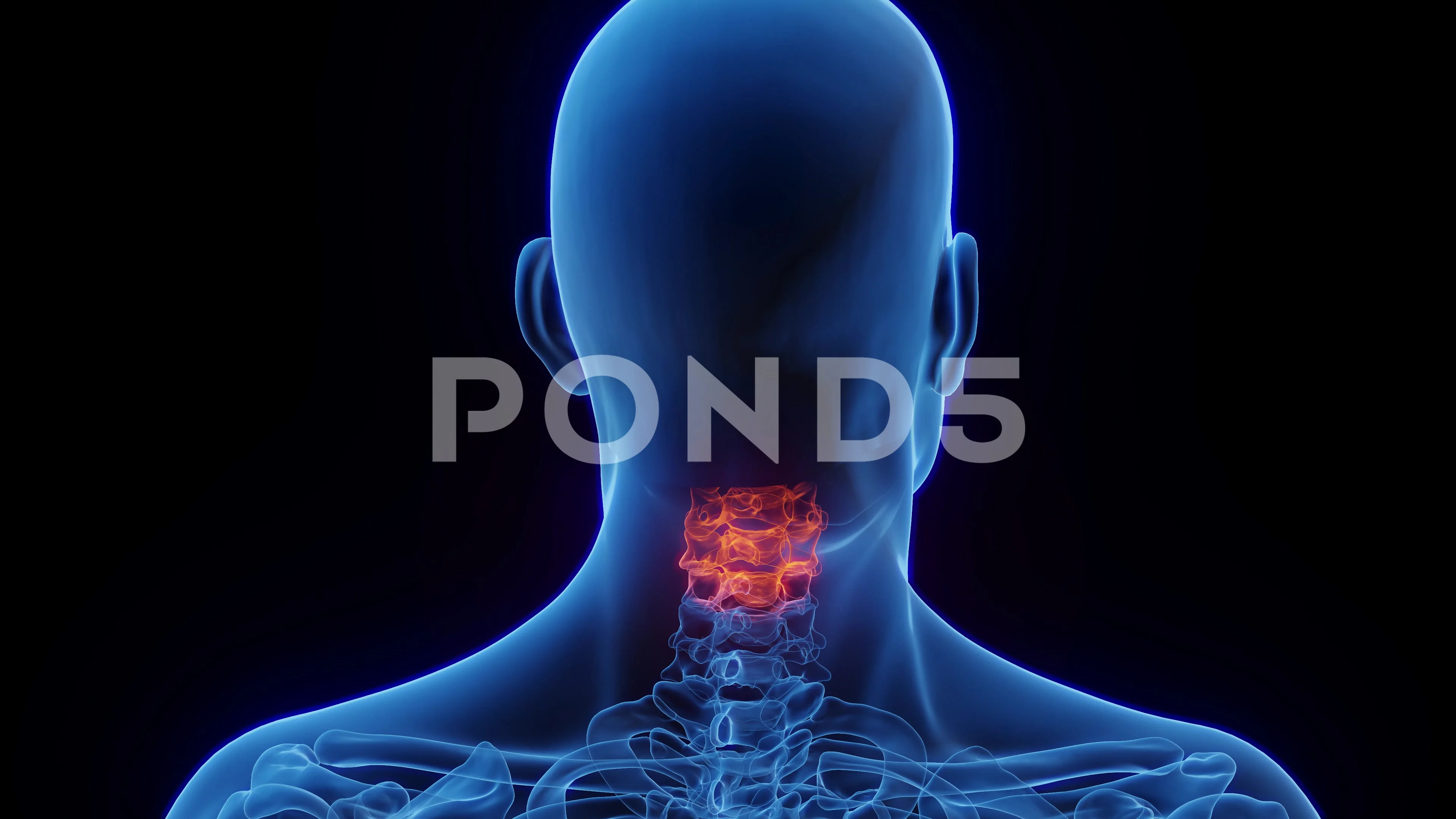Spine Animation Stock Video Footage | Royalty Free Spine Animation Videos | Pond5 Spine Animation Stock Video Footage | Royalty Free Spine Animation Videos | Pond5