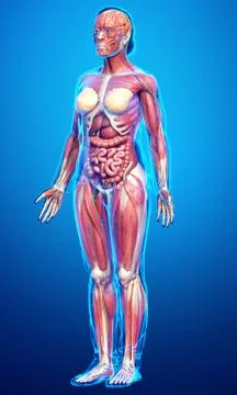 3d rendered medically accurate of the female anatomy Stock Illustration
