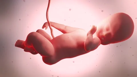 3d rendered medically accurate Human fetus inside the womb, Baby, luma matte Stock Footage 201178029